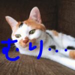 習い事が続かない子どもが、習い事をスタートさせる時に必要な保護者の接し方とは？